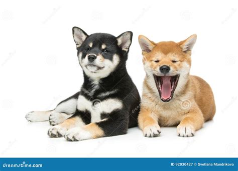 White Shiba Inu Puppy | atelier-yuwa.ciao.jp