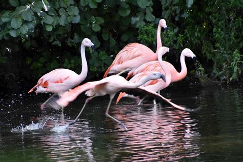 Flamingos in Florida: Where and When You Can See Them - A-Z Animals
