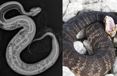 Image result for Python Snake Florida