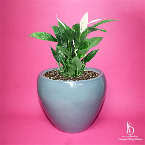 KS Apple Ceramic Planter – KS ARTS COLLECTION