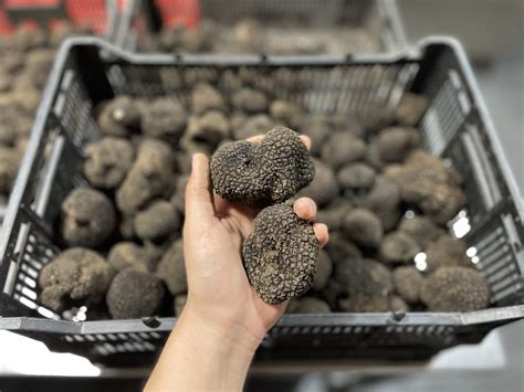 What are Summer Truffles, and Are They Worth Price?