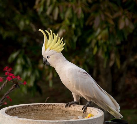 yellow, native, animals in the wild, 2K, queensland, vertebrate, focus on foreground, cockatoo ...