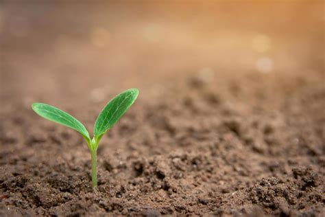 Plant sprouting from soil 1227187 Stock Photo at Vecteezy