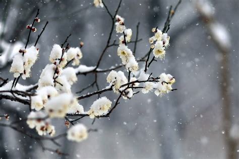 【诗词鉴赏】一场大雪，一首诗，一枝梅，好诗词带你雪后寻梅……_梅花