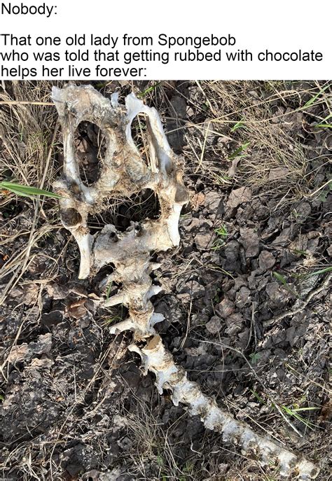 Spongebob Old Lady Chocolate Meme