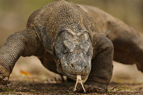 Komodo Dragons Bite