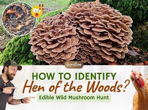 Hen of the Woods (Maitake Mushrooms) Identification Guide