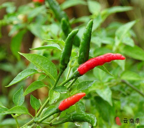 辣椒生长的自然条件 | 特产体验 | 云南季