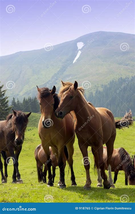 Herd of horses stock image. Image of horses, group, mammals - 918765