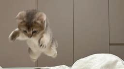 Image result for Learning Cat Discord