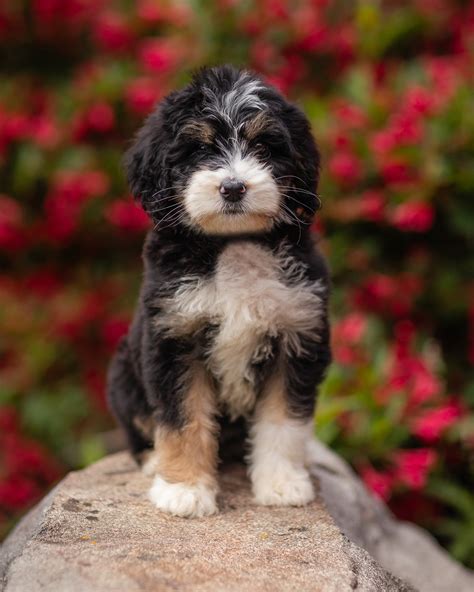 Doodle Puppies for Sale AUSTRALIAN MOUNTAIN DOODLES & GOLDEN MOUNTAIN ...