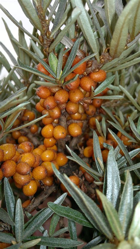 Super Simple Wild Fruit Leathers – Galloway Wild Foods