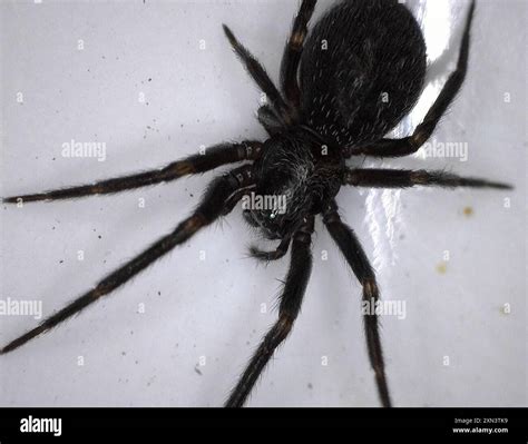 Black House Spider (Badumna insignis) Arachnida Stock Photo - Alamy