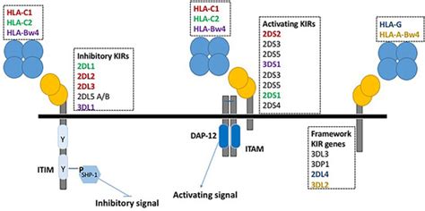 IJMS | Special Issue : Host-Cytomegalovirus Interactions: Pro- and ...