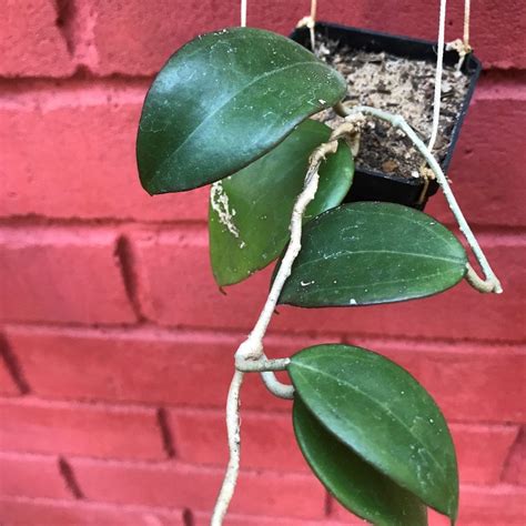 Hoya Dolichosparte Yellow - Gabbar Farms