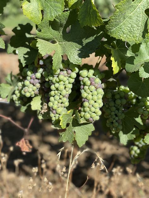 Grape Vines – Mountain Roots Orchard