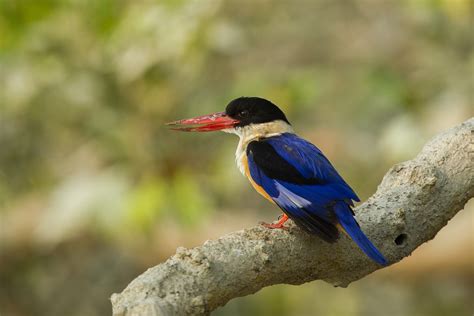 Snapshots From The Sunderbans - slide13 | Nature inFocus