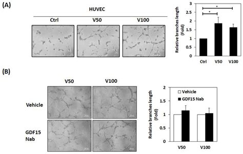 Visfatin Mediates Malignant Behaviors through Adipose-Derived Stem ...