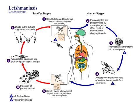Reproduction Of Leishmania
