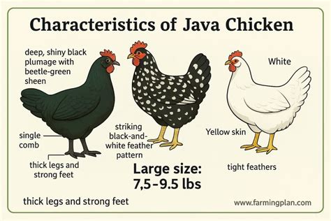 Image result for Java Chicken Facts