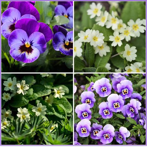 February's Birthflowers: Violet and Primrose - The Daily Gardener Podcast