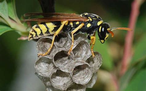 马蜂筑巢是好兆头吗？ - 胡蜂 - 酷蜜蜂