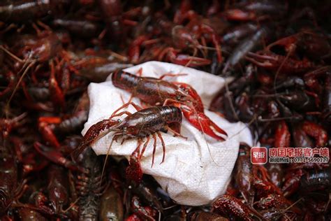 日本拟将小龙虾指定为外来入侵物种|南国早报网-广西主流都市新闻门户