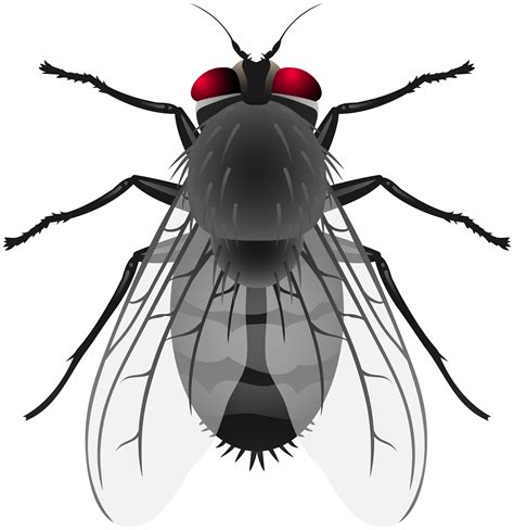 Fruit Clip Art Fly at Jayden Abdullah blog