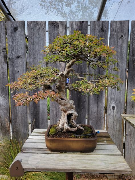 What a difference two weeks makes! : r/Bonsai