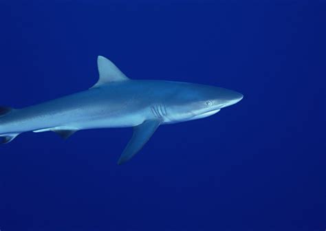 鲨鱼图片-动物-素彩图片大全