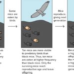 Image result for Evolution Examples