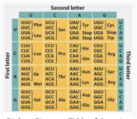 Sketch an mRNA segment containing codon of all the 20 amino acids ...