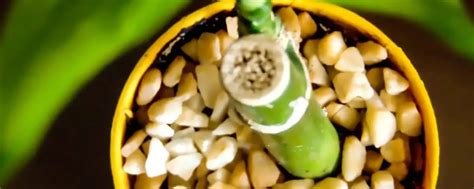 Image result for Bambu Da Sorte