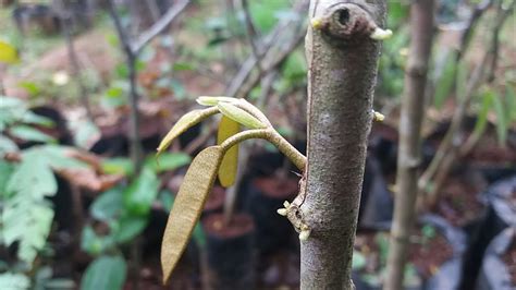 Cara Okulasi Durian yang Benar Agar Cepat Berbuah, Teknik Baru - Abahtani