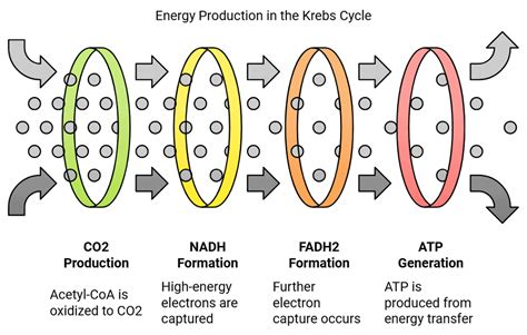 Krebs Cycle or Citric Acid Cycle: Steps, Products and Significance ...