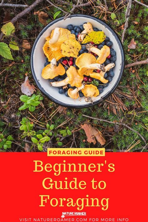 Image result for Foraging Guide