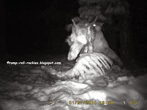 Mountain Lion Eats Coyote 的图像结果