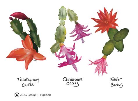 Thanksgiving Cactus or Christmas Cactus? Identify, Care, and Bloom Times | Van Putte Gardens