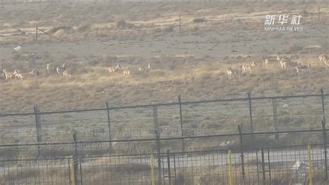 数百只野生黄羊和少量蒙古野驴在中蒙边境迁徙觅食_凤凰网视频_凤凰网