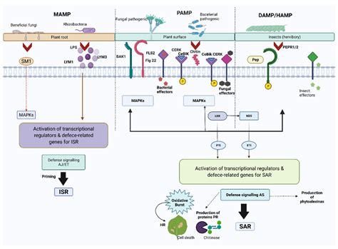 Molecular Aspects Revealed by Omics Technologies Related to the Defense ...