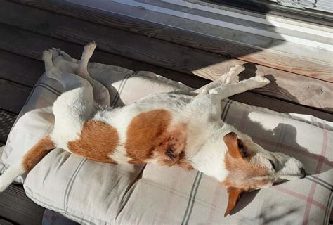 Why Do Dogs Like to Lay in the Sun? - dogpackr