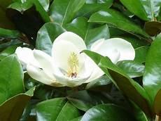 magnolia fiore piante e fiori magnolia magnolia fiore piante e fiori magnolia