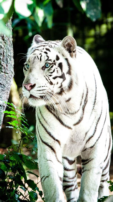 siberian tiger 4k wallpaper Rare white tiger wallpapers