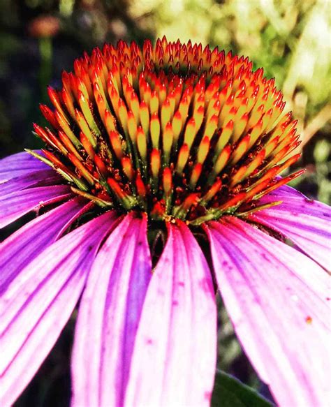 9 Types Of Echinacea Pictorial Guide