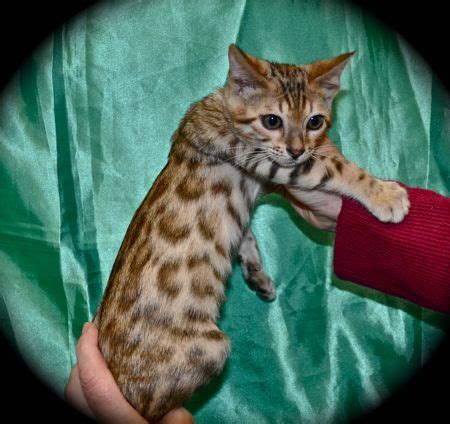 Bengal Kitten Bengal Katzen suchen liebevolles zu Hause in 10115 ...