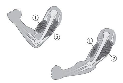 The extension of arm is brought about by muscles shown in the diagram ...