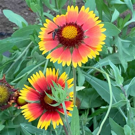 Gaillardia pulchella (Indian blanket) Seeds - Mountain Top Seed Bank
