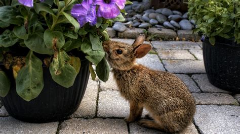Best rabbit-repellent plants: 14 top choices for your yard | Gardeningetc