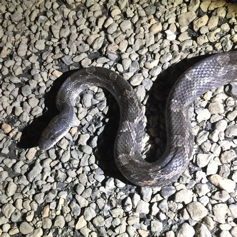 Western Rat Snake (Common Snakes Identification Guide for the Houston ...