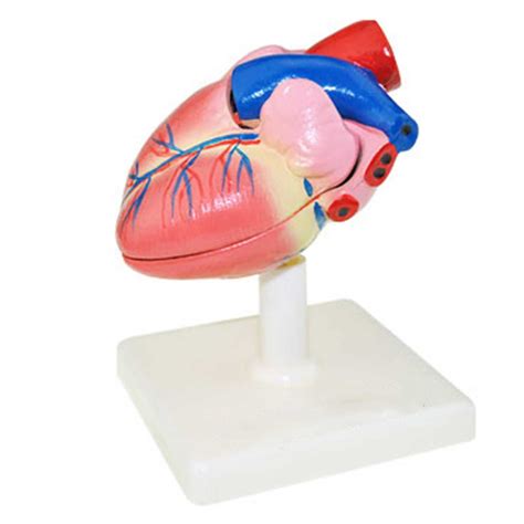 Buy Gitdot Heart Model, 2-Part 1:1 Life Size Human Heart anatomy model ...